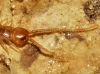 Lithobius Leach, 1814