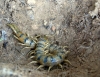 Scolopendra cingulata Latreille, 1829