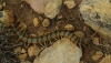 Scolopendra cingulata Latreille, 1829