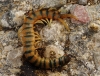 Scolopendra cingulata Latreille, 1829