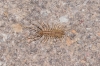 Scutigeridae