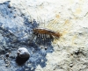 Scutigeridae