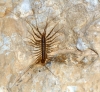 Scutigeridae