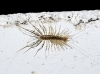 Scutigeridae