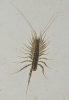 Scutigeridae