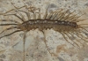 Scutigeridae