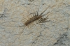 Scutigeridae