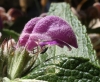 Phlomis herba-venti