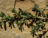 Amaranthus albus L.