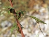Amaranthus blitoides S.Watson