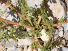 Amaranthus blitoides S.Watson