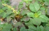 Amaranthus blitum L.