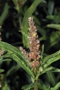 Amaranthus muricatus (Moq.) Hieron.