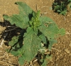 Amaranthus retroflexus L.