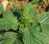 Amaranthus retroflexus L.