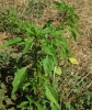 Amaranthus retroflexus L.