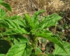 Amaranthus retroflexus L.