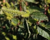 Amaranthus sp. 2/3