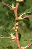 Amaranthus spinosus L.