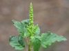 Amaranthus viridis L.