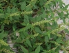 Amaranthus deflexus L.