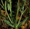 Buglossoides arvensis (L.) I.M.Johnst. subsp. arvensis