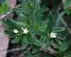 Buglossoides arvensis