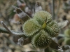 Cynoglossum cheirifolium L. subsp. cheirifolium