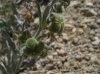 Cynoglossum cheirifolium L. subsp. cheirifolium