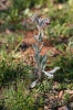 Cynoglossum cheirifolium L.