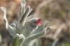 Cynoglossum cheirifolium L.