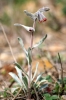 Cynoglossum cheirifolium L.