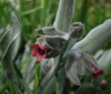 Cynoglossum cheirifolium L. subsp. cheirifolium