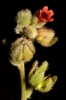 Cynoglossum cheirifolium L. subsp. cheirifolium