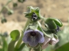 Cynoglossum creticum Miller