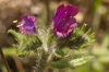 Echium vulgare 2/4