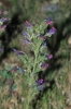 Echium vulgare ?