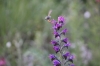 Echium vulgare L.