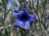 Lithodora fruticosa (L.) Griseb.