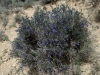 Lithodora fruticosa (L.) Griseb.