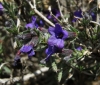 Lithodora fruticosa (L.) Griseb.