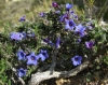 Lithodora fruticosa (L.) Griseb.