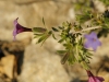 Lithodora fruticosa (L.) Griseb.