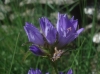 Campanula glomerata L.