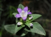 Campanula glomerata L.