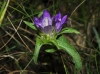 Campanula glomerata L.