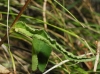 Campanula glomerata L.