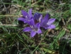 Campanula glomerata L.