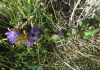 Campanula glomerata L.