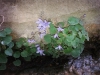 Campanula poscharskyana Degen